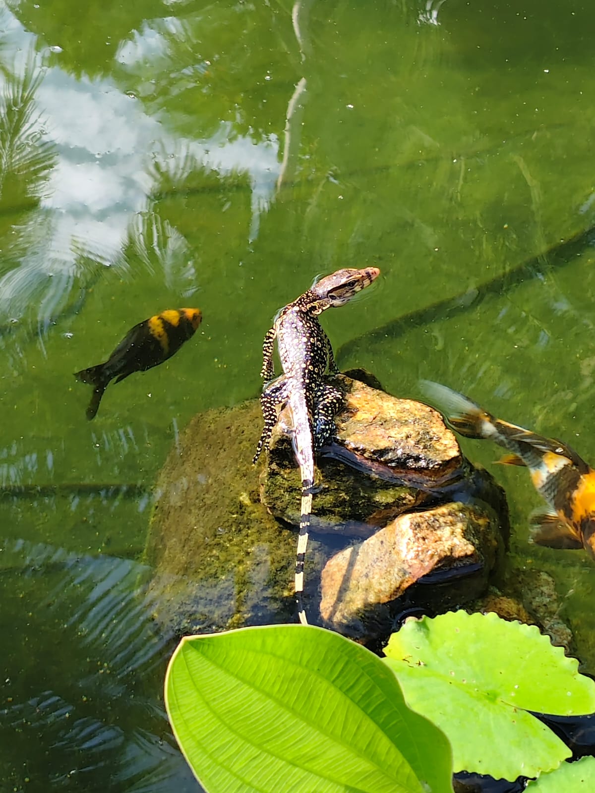 Monitor Lizards
